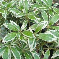 Pieris japonica 'Little Heath Variegata'
